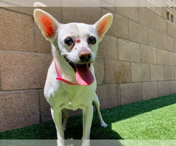 Medium Photo #1 Chihuahua-Unknown Mix Puppy For Sale in Moreno Valley, CA, USA