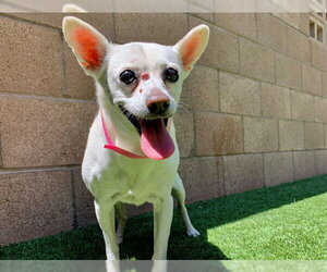 Chihuahua-Unknown Mix Dogs for adoption in Moreno Valley, CA, USA