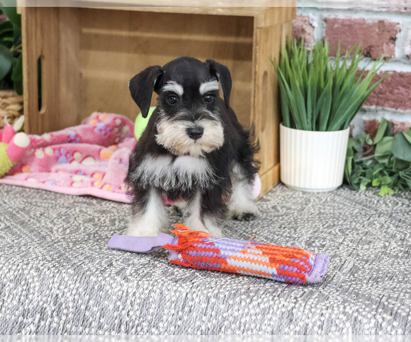 Medium Photo #4 Schnauzer (Miniature) Puppy For Sale in SYRACUSE, IN, USA