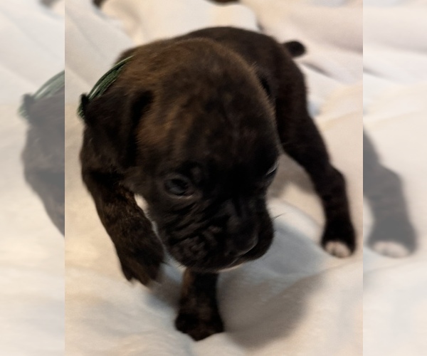 Medium Photo #5 Boxer Puppy For Sale in LANSING, MI, USA