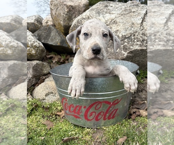 Medium Photo #3 Great Dane Puppy For Sale in MIDDLEBURY, IN, USA