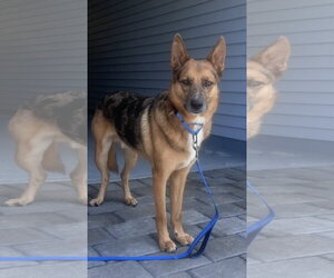 Odin Dixon - Male Australian Kelpie-German Shepherd Dog Mix Dog for Adoption - Photo #4