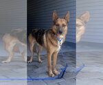 Small #3 Australian Kelpie-German Shepherd Dog Mix