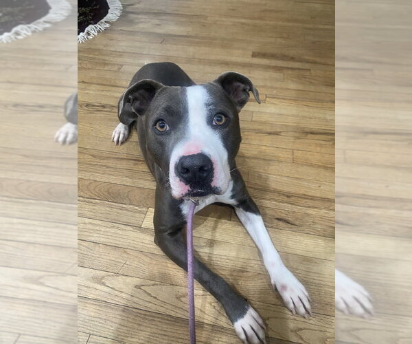 Medium Photo #40 American Pit Bull Terrier-American Staffordshire Terrier Mix Puppy For Sale in Brewster, NY, USA