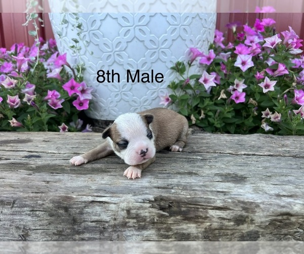 Medium Photo #1 Boston Terrier Puppy For Sale in EWING, KY, USA
