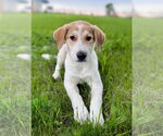 Small #6 Great Pyrenees-Red Heeler Mix