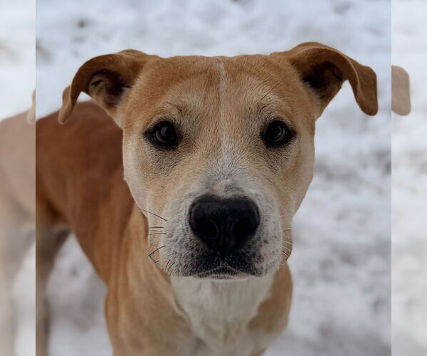 Medium Photo #1 Mutt Puppy For Sale in Jefferson, WI, USA