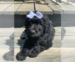 Small Photo #5 Goldendoodle Puppy For Sale in SAINT JOSEPH, MO, USA