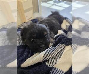 Border Collie-Unknown Mix Dogs for adoption in San Antonio, TX, USA