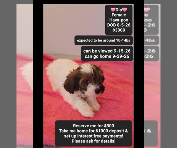 Medium Photo #1 Havapoo Puppy For Sale in TUCSON, AZ, USA