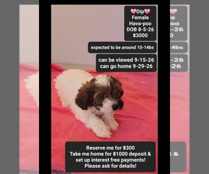 Havapoo Puppy for sale in TUCSON, AZ, USA