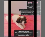 Dip - Female Havapoo Puppy for Sale - Small photo