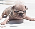Small Photo #7 Pug Puppy For Sale in PALM COAST, FL, USA