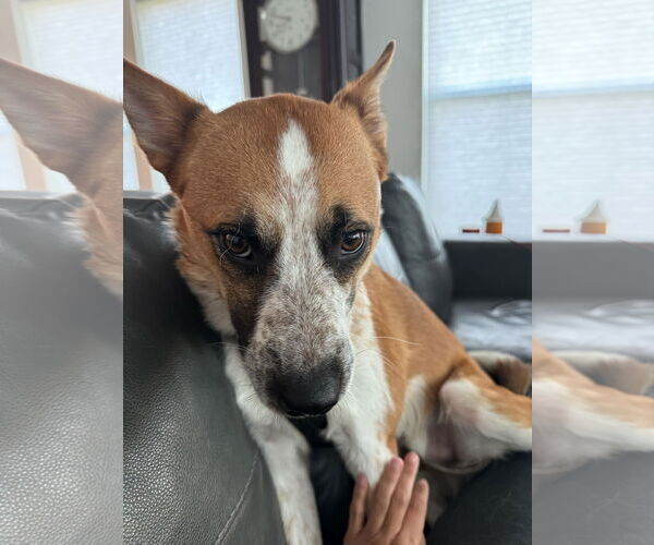 Medium Photo #9 Mutt Puppy For Sale in Sandy, UT, USA