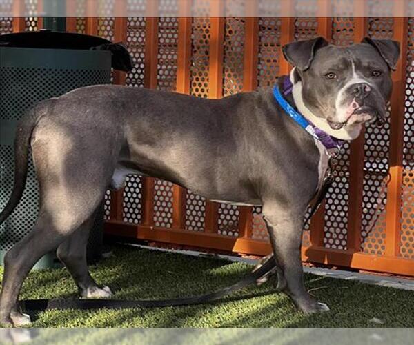 Medium Photo #2 American Bulldog-Unknown Mix Puppy For Sale in Las Vegas, NV, USA