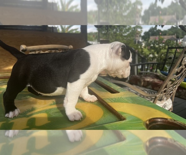 Medium Photo #8 American Bully Puppy For Sale in TAMPA, FL, USA