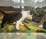 Small Photo #8 American Bully Puppy For Sale in TAMPA, FL, USA