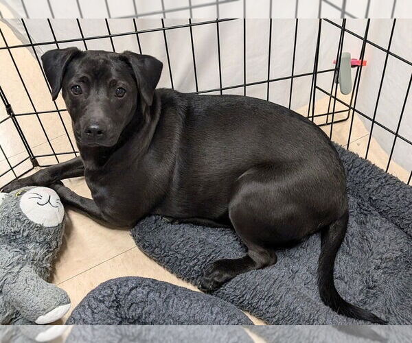 Medium Photo #2 Jack Chi Puppy For Sale in San Bernardino, CA, USA