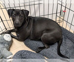 McGee - Male Jack Chi Dog for Adoption - Photo #2