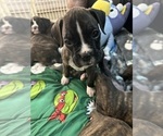 Small Photo #46 Boxer Puppy For Sale in RALEIGH, NC, USA