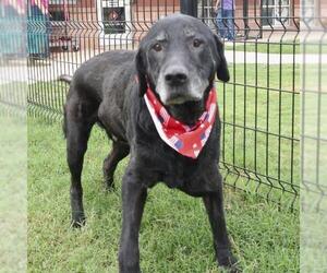Labrador Retriever-Unknown Mix Dogs for adoption in San Antonio, TX, USA