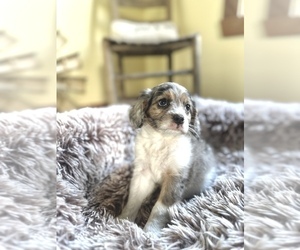Cavapoo (Miniature) Puppy for sale in ORLANDO, FL, USA