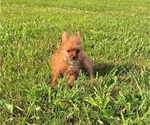 Small Photo #5 Yoranian Puppy For Sale in LEWISBURG, KY, USA