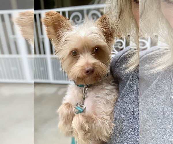 Medium Photo #1 Mutt Puppy For Sale in Santa Clarita, CA, USA