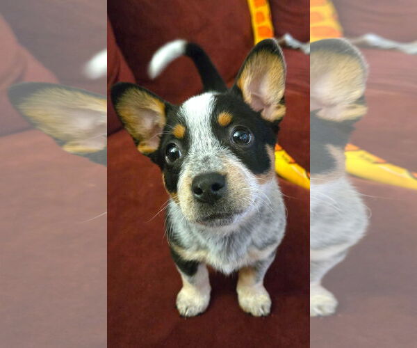 Medium Photo #1 Mutt Puppy For Sale in Bellevue, WA, USA