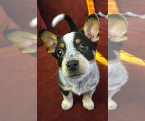 Mutt Dogs for adoption in Bellevue, WA, USA