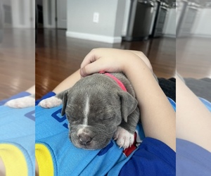 American Bully Puppy for sale in SYRACUSE, NY, USA