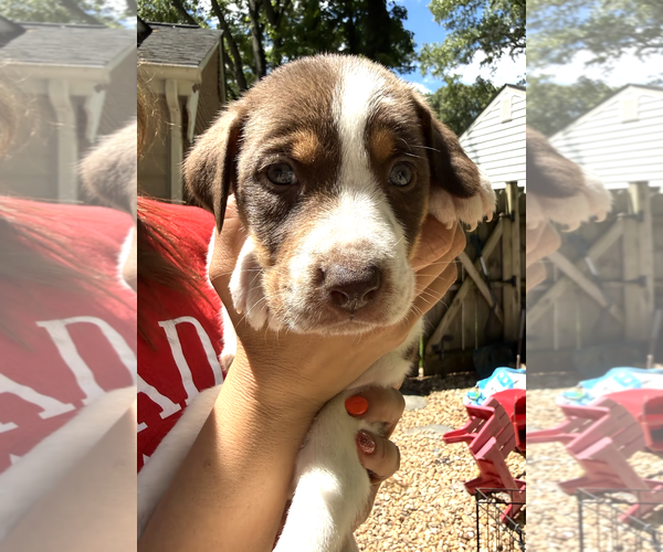 Medium Photo #6 Mutt Puppy For Sale in Rockville, MD, USA