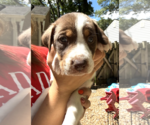 Small #5 Mutt