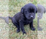 Small Photo #5 Labrador Retriever Puppy For Sale in CLINTONVILLE, WI, USA