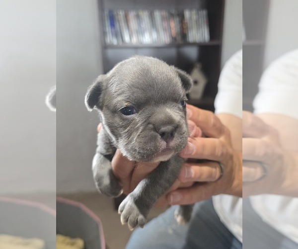 Medium Photo #20 French Bulldog Puppy For Sale in BLANCA, CO, USA