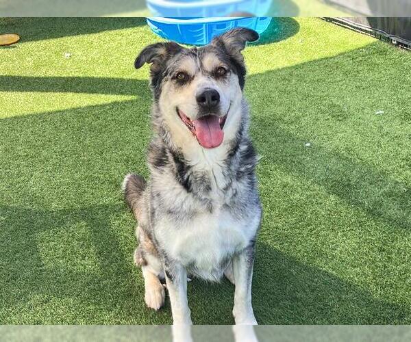 Medium Photo #2 Catahoula Leopard Dog Puppy For Sale in Orange, CA, USA