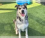 Small #1 Catahoula Leopard Dog