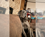 Small Photo #28 Great Dane Puppy For Sale in SAND SPRINGS, OK, USA