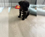 Small #1 American Staffordshire Terrier Mix