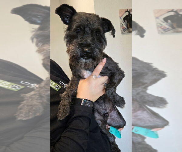 Medium Photo #1 Mutt Puppy For Sale in San Antonio, TX, USA