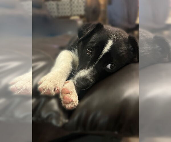 Medium Photo #5 Mutt Puppy For Sale in Sandy, UT, USA