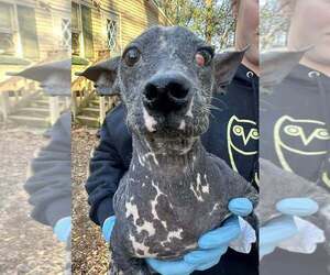 Mutt Dogs for adoption in New York, NY, USA