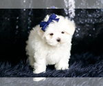 Small #1 Maltese