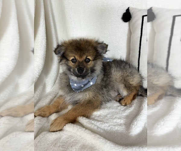 Medium Photo #2 Pomeranian Puppy For Sale in GREENFIELD, IN, USA