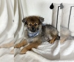 Small #1 Pomeranian
