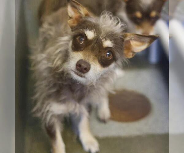 Medium Photo #1 Mutt Puppy For Sale in San Antonio, TX, USA