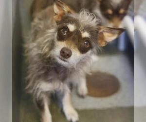 Mutt Dogs for adoption in San Antonio, TX, USA