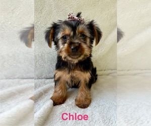 Yorkshire Terrier Puppy for Sale in FAIR HAVEN, Michigan USA