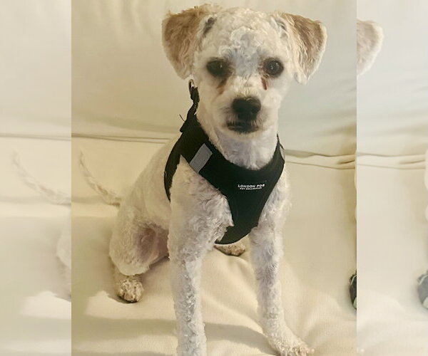 Medium Photo #3 Maltese-Unknown Mix Puppy For Sale in Corona, CA, USA