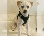 Small #2 Maltese Mix
